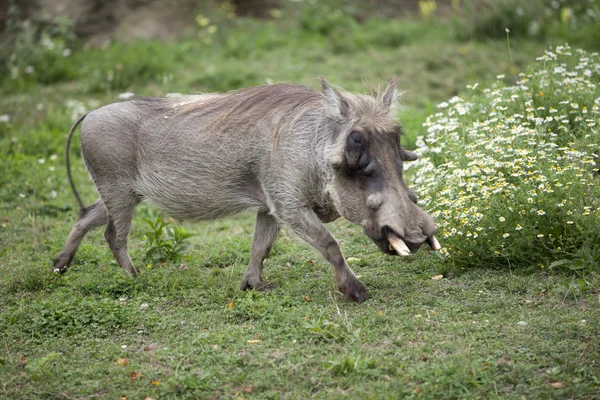 Warthog ativo — Fotografia de Stock