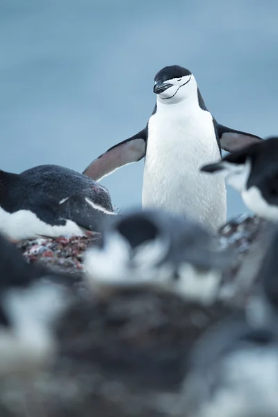 Adelie penguenleri — Stok fotoğraf