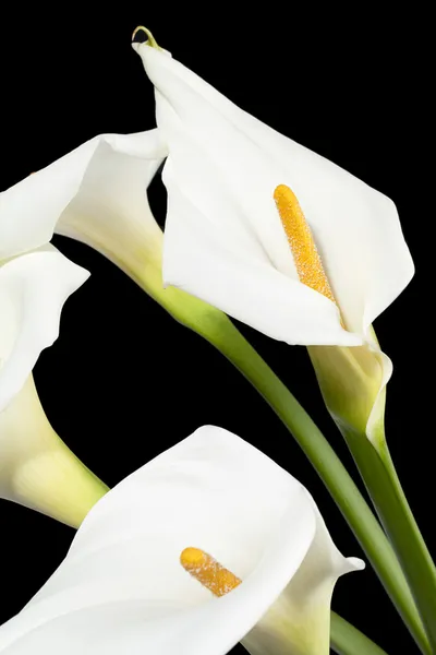 Aethiopica calla lilies — Stock Photo, Image