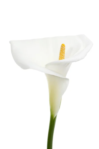 Aethiopica calla lily — Stok fotoğraf