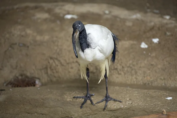 Afrikanischer heiliger Ibis — Stockfoto