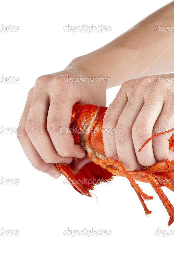 a hand breaking lobster