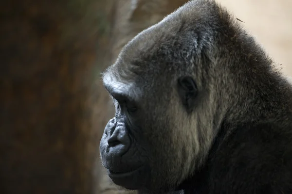 Vue latérale de singe — Photo