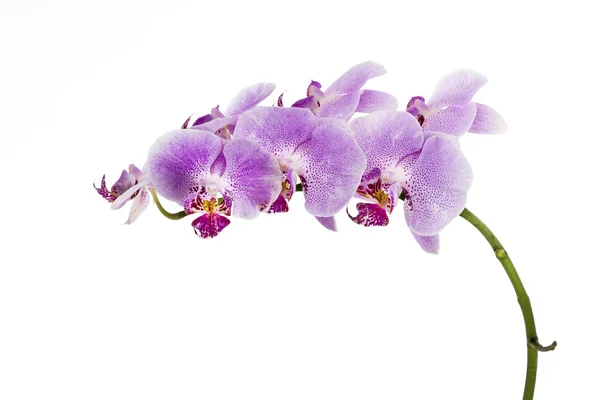 Arched branch of violet orchids — Stock Photo, Image