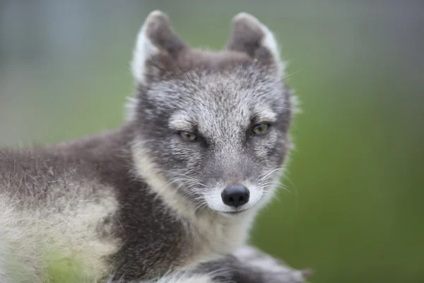 Polarfuchs blickt in Kamera — Stockfoto