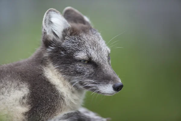 Arctic Fox Portræt - Stock-foto