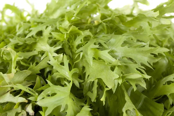 Rucola Sla close-up — Stockfoto