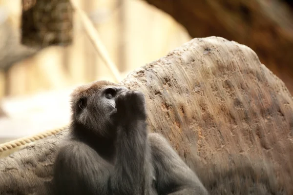 Ape doing a thumbsuck — Stock Photo, Image