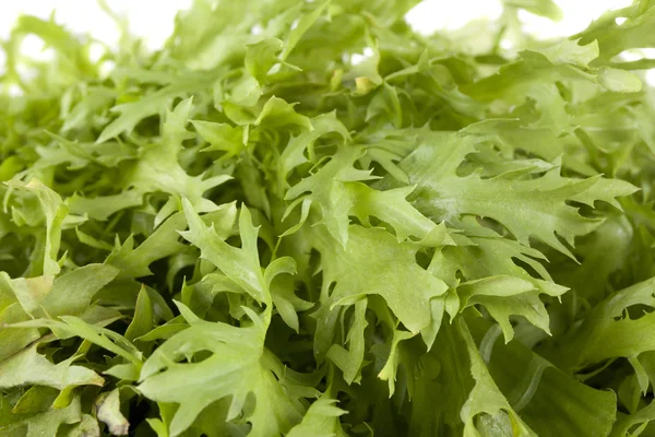 Arugula lettuce close up — Stock Photo, Image