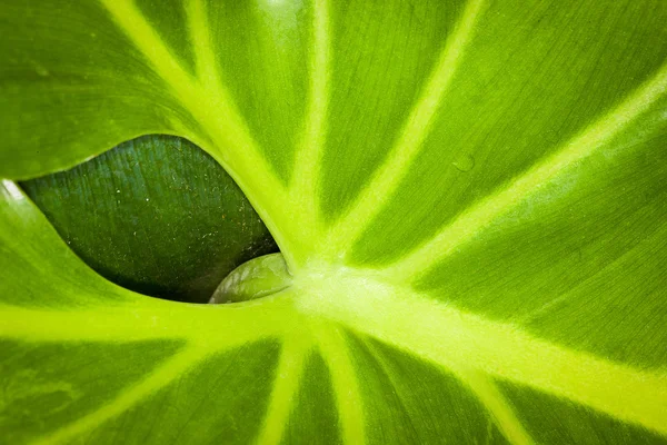 Una hoja detrás de una hoja — Foto de Stock