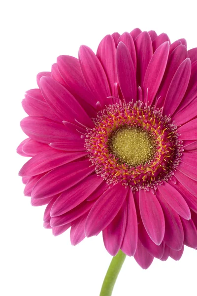 Uma flor de Gerbera rosa — Fotografia de Stock