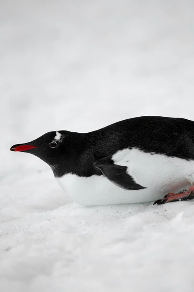 939 bilden av en gentoo penguin — Stockfoto