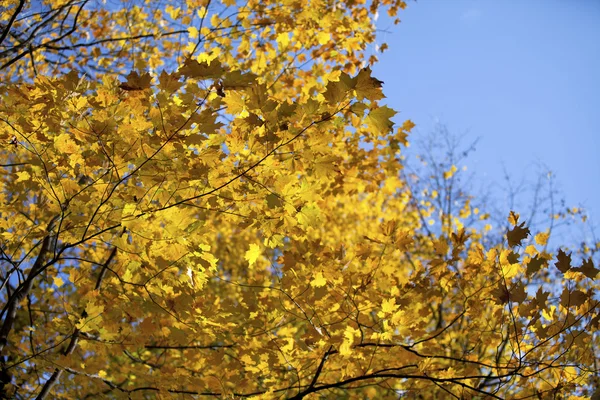 962 podzimní listí — Stock fotografie