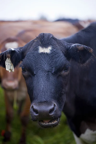 980 cow with number tag on ear