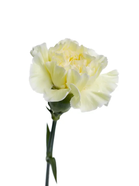 Een verse bloei carnation bloem — Stockfoto