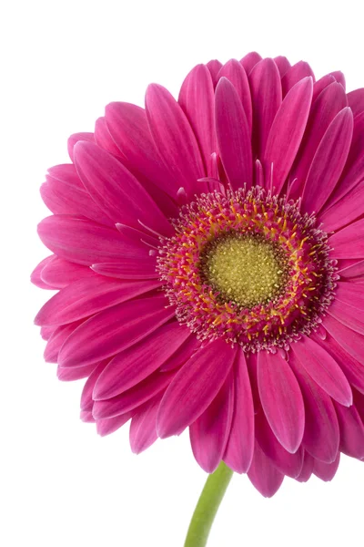 Un fiore di Gerbera Rosa — Foto Stock