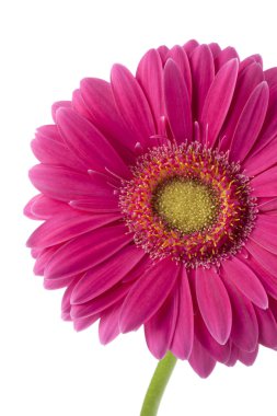 pembe gerbera çiçek
