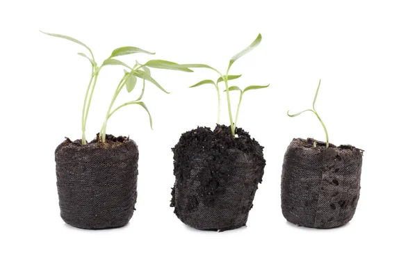 成長する植物と土壌ポット — ストック写真