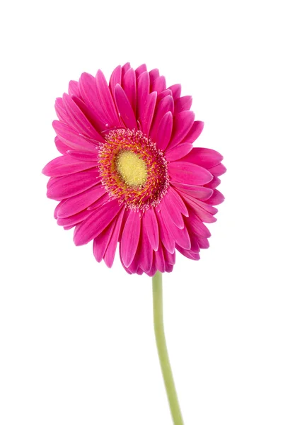 A stem of pink daisy — Stock Photo, Image