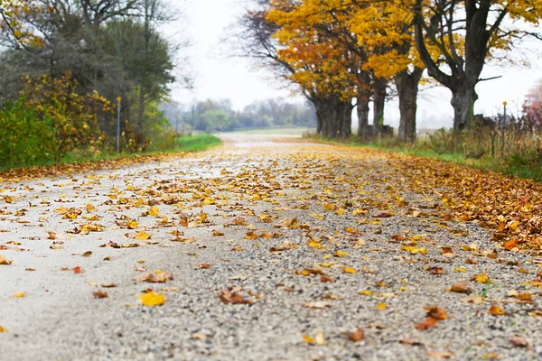 Uma rua com árvores de outono — Fotografia de Stock
