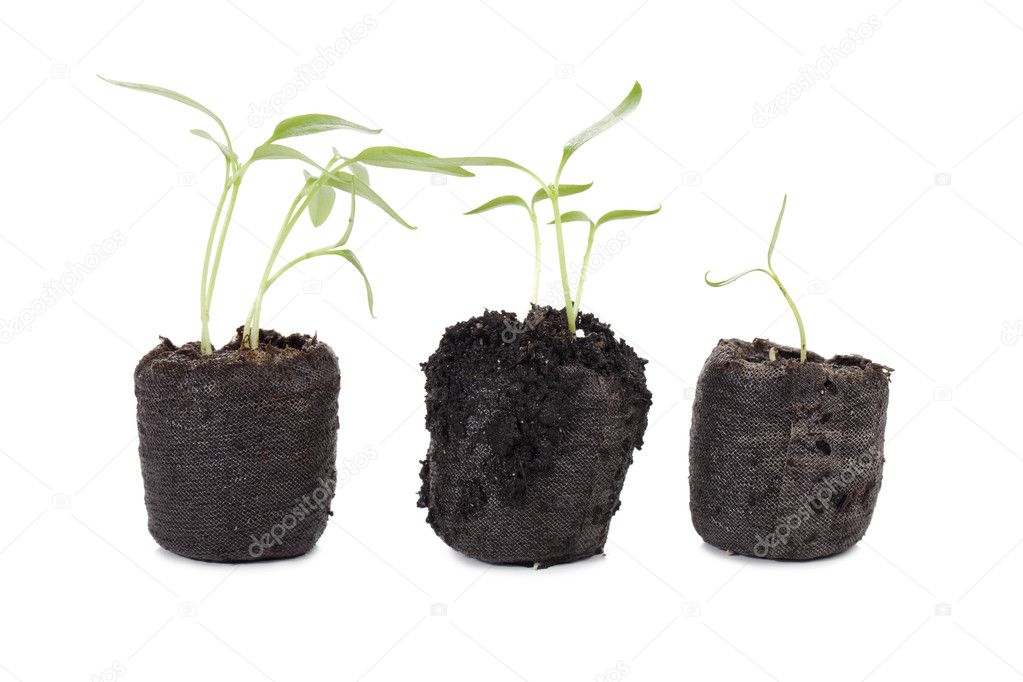 a soil pot with growing plants