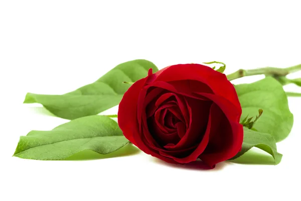 Ένα στέλεχος του κόκκινο τριαντάφυλλο — Φωτογραφία Αρχείου
