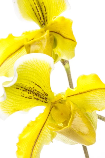 Primo piano orchidea — Foto Stock