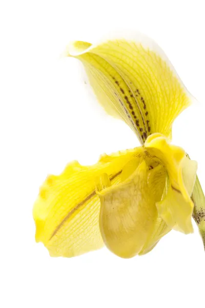 Orquídea amarilla —  Fotos de Stock