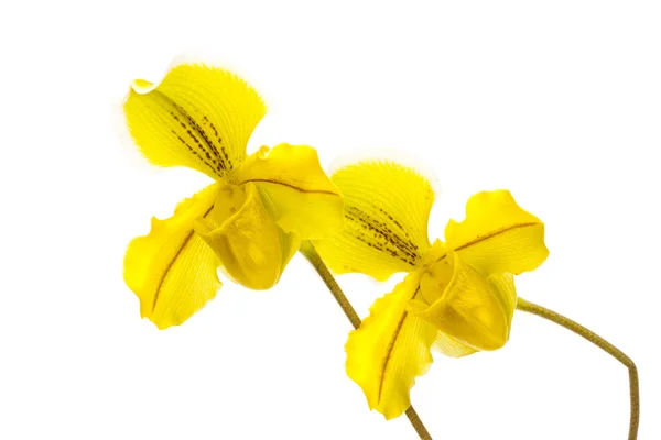 Orquídeas amarillas bonitas — Foto de Stock