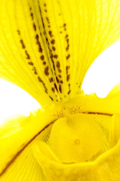 Centro de orquídea amarilla —  Fotos de Stock
