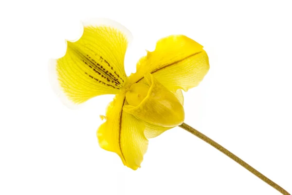 Orchidea gialla a strisce rosse — Foto Stock