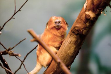 adorable primate clipart
