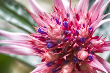 aechmea fasciata