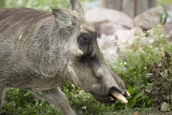 Afrikanische Warzenschweine — Stockfoto