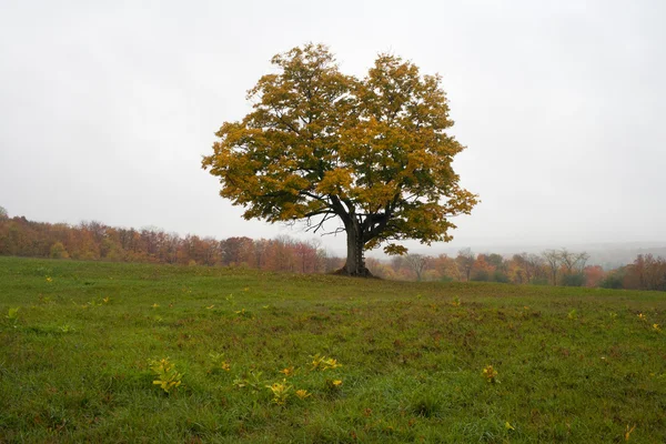 Boom in groen veld — Stockfoto