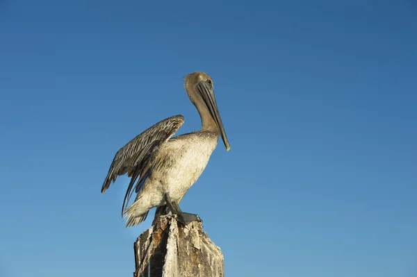 Amerikanska pelican vilar på inlägget — Stockfoto