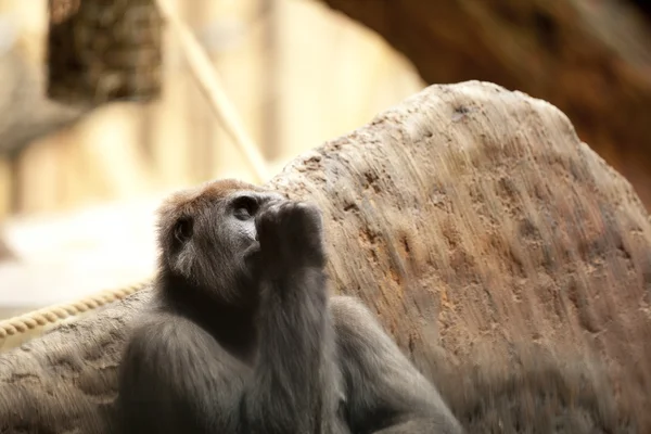 Macaco fazendo um thumbsuck — Fotografia de Stock
