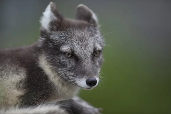 Nervózní fox — Stock fotografie