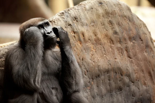 Ape tittar — Stockfoto