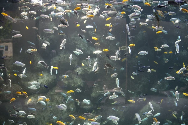 Aquarium in a zoo — Stock Photo, Image