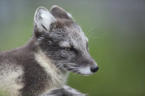 Arctic Fox Retrato — Fotografia de Stock