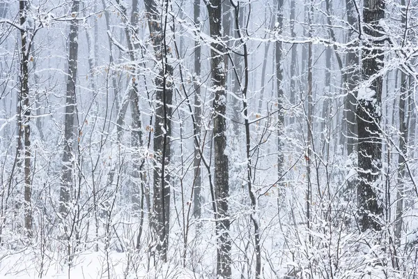 Karlı orman — Stok fotoğraf