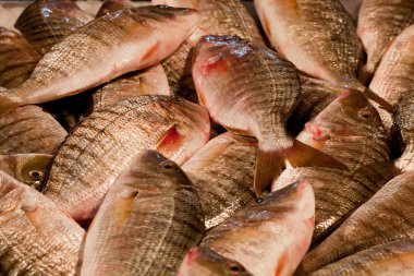 Pazarda buzda taze balık