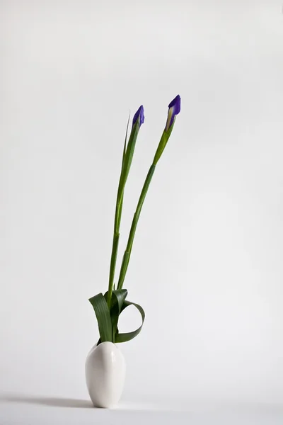 Ikebana con due iris sullo sfondo chiaro — Foto Stock