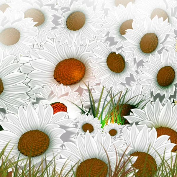 Summer. Flowers. background — Stock Photo, Image