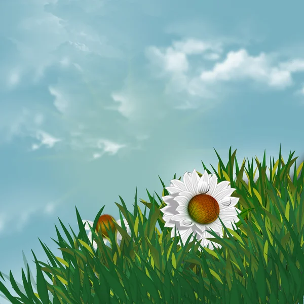 Sommerlandschaft. Kamillenblüten — Stockfoto