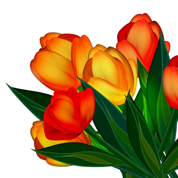 Hintergrund der Tulpen — Stockfoto