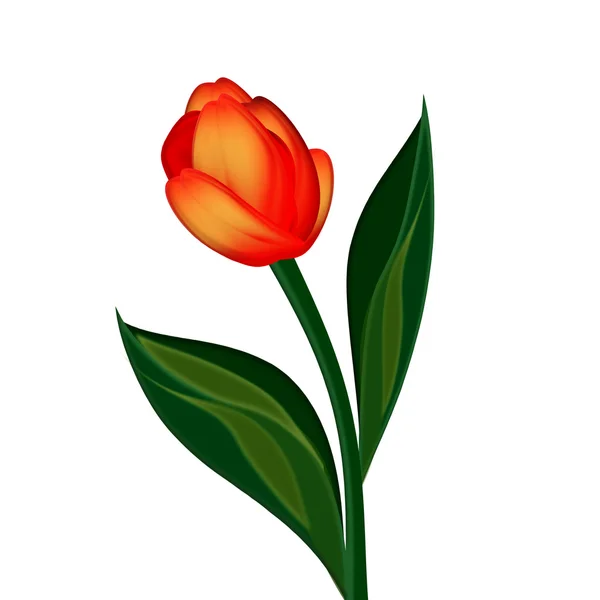 Tulip flower — Stockfoto