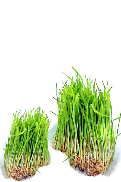 Green grass. Grain. — Stock Photo, Image