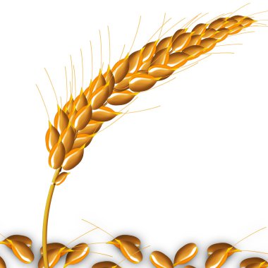 Mısır kulakları. Spike.